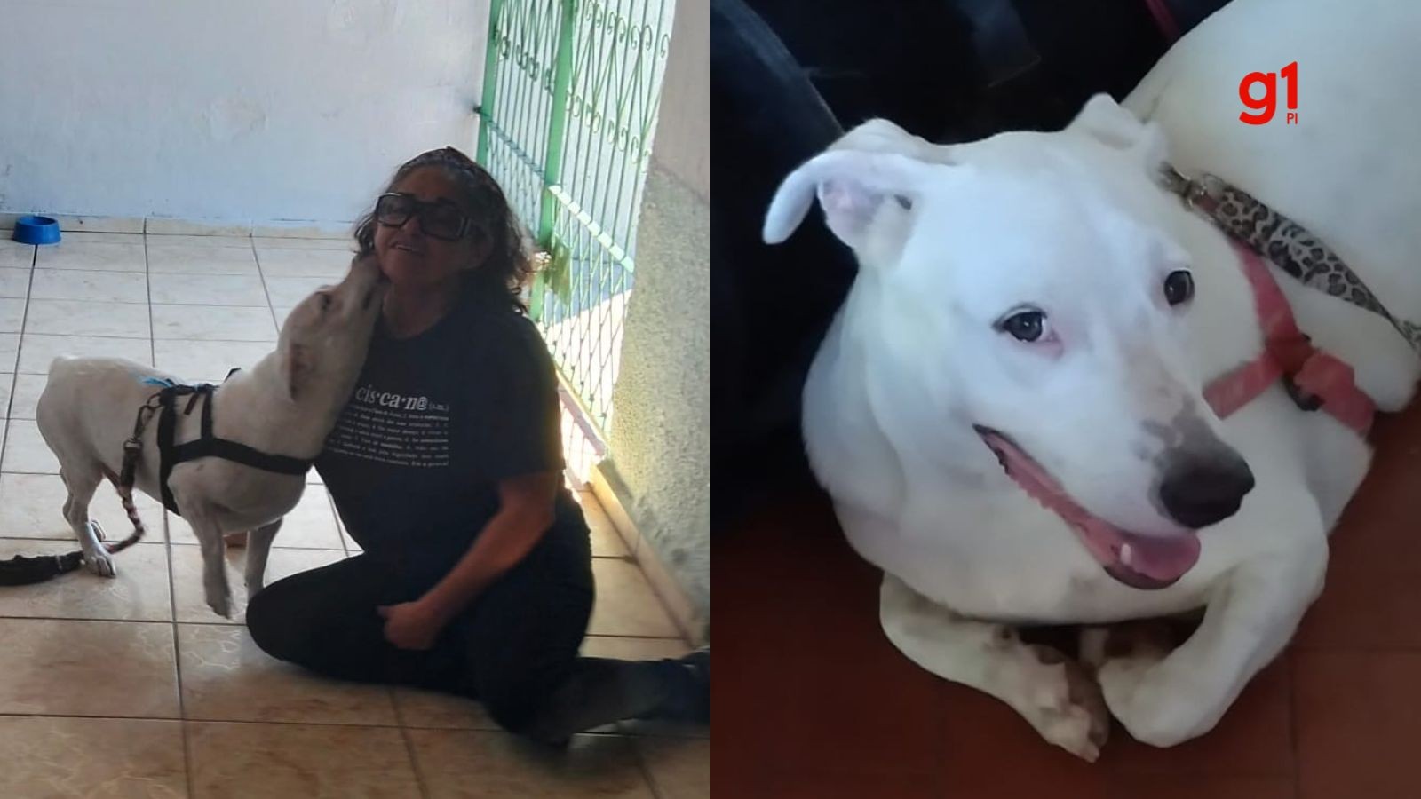 Cachorro que fugiu ao se assustar com fogos em jogo do Brasil é encontrado após três dias desaparecido em Teresina