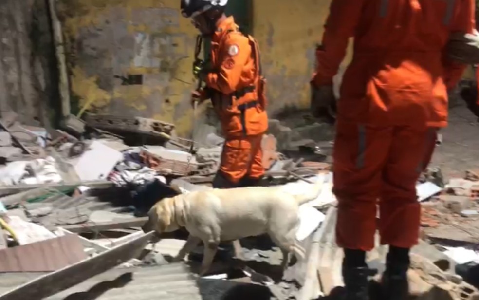 Cachorros do Corpo de Bombeiros fazem buscas no local — Foto: Corpo de Bombeiros