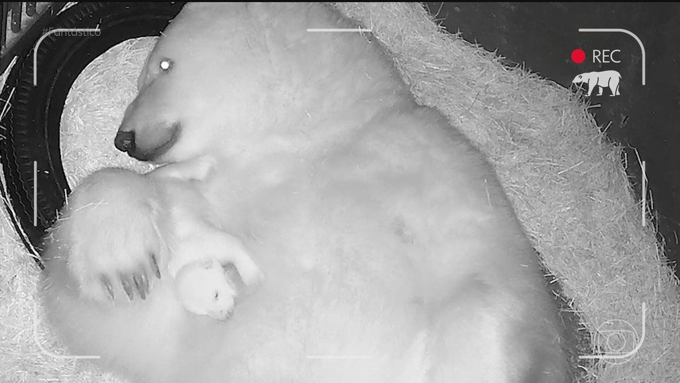 Os bastidores dos cuidados com a primeira ursa polar nascida na América Latina; VÍDEO — Foto: Reprodução/TV Globo