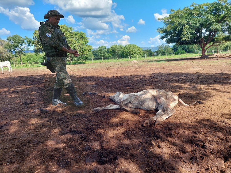 Guarda viu animal em péssimas condições de saúde em fazenda — Foto: Arthur Girão/g1 Tocantins