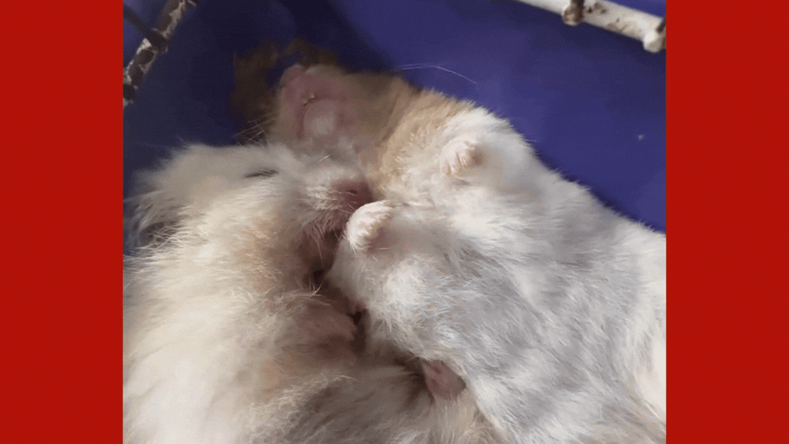 Mais de 200 roedores são colocados para adoção após resgate em criadouro clandestino de Cuiabá