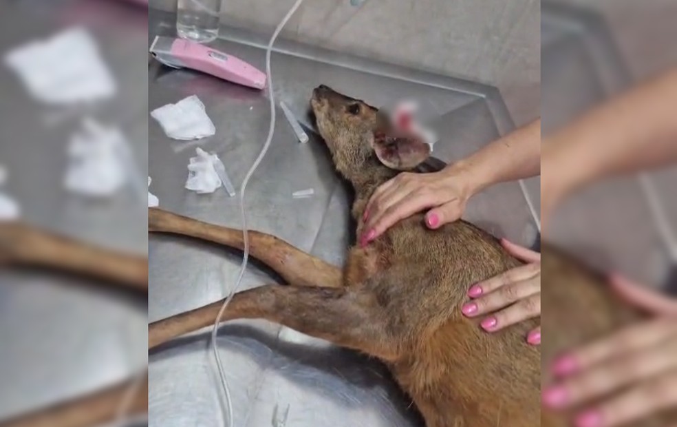 Veado é resgatado após sofrer ataque de cães em Duartina — Foto: Polícia Ambiental/Divulgação