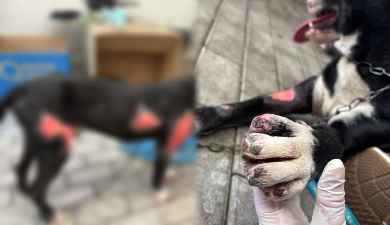 Tutor é preso por arrastar cão amarrado em caminhão por 1 km em Blumenau; VÍDEO