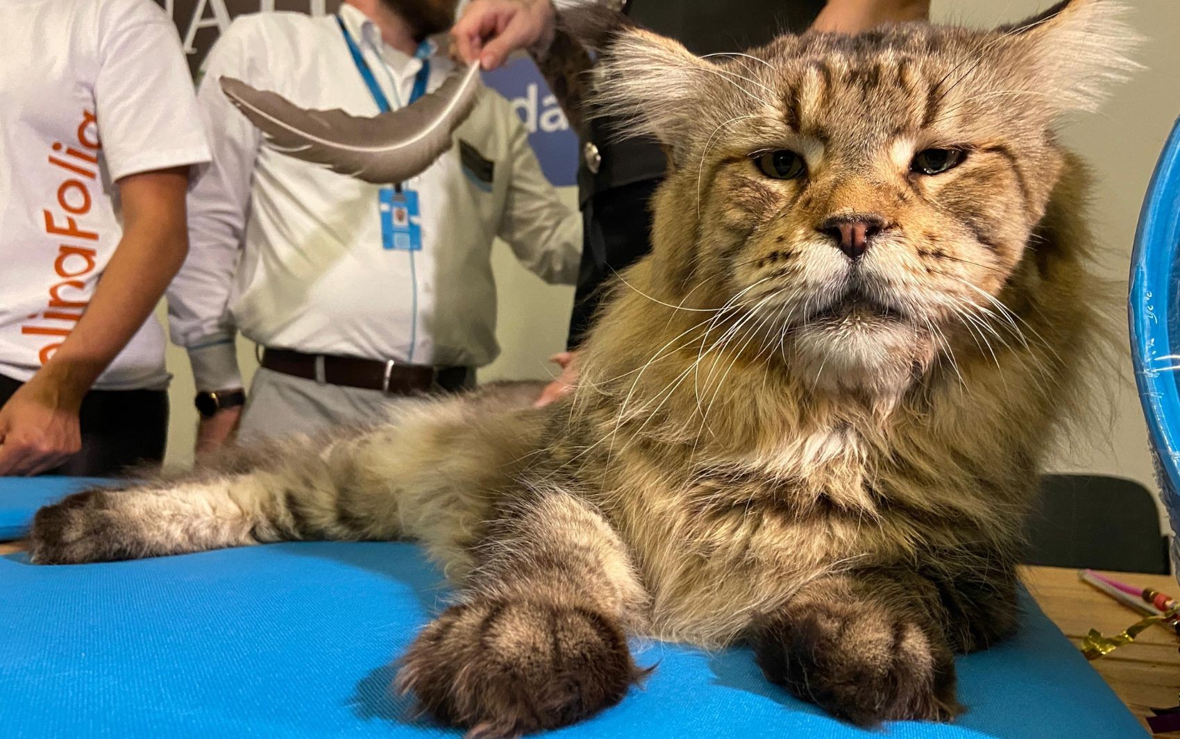Em feira de felinos, tutora atualiza peso de gato brasileiro candidato a maior do mundo: 'Está com 12,8 kg'