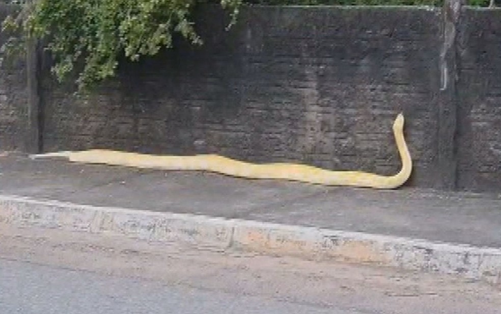 Cobra píton apreendida pela Polícia Civil, em Goiás — Foto: Reprodução/TV Anhanguera