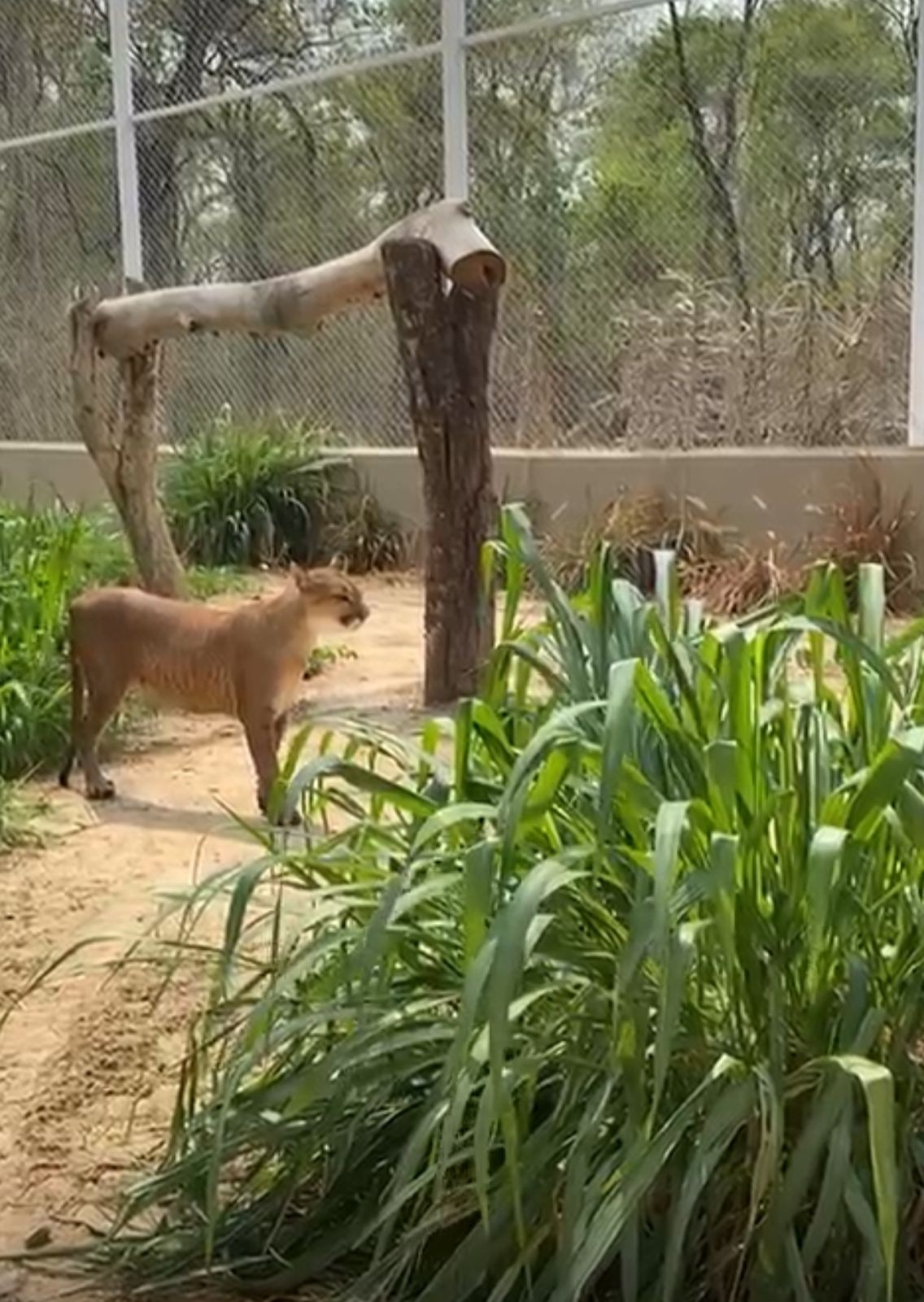 Animais vítimas de queimadas são evacuados de centro de cuidados no Pantanal após nova ameaça de incêndio em MT 