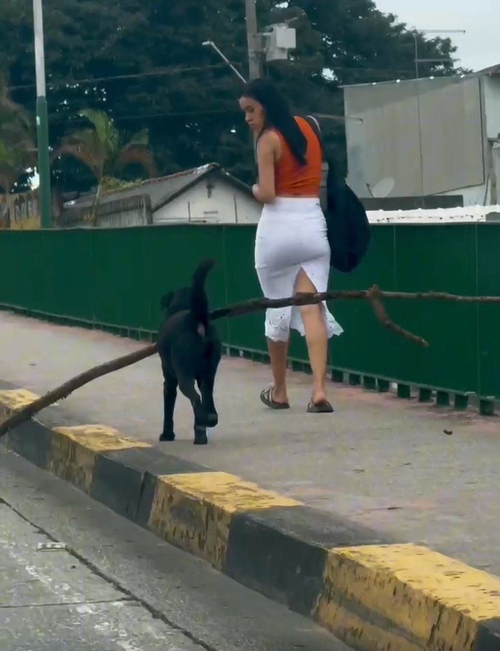 Cachorro desviou de pedestre enquanto carregava um galho | Foto: Reprodução