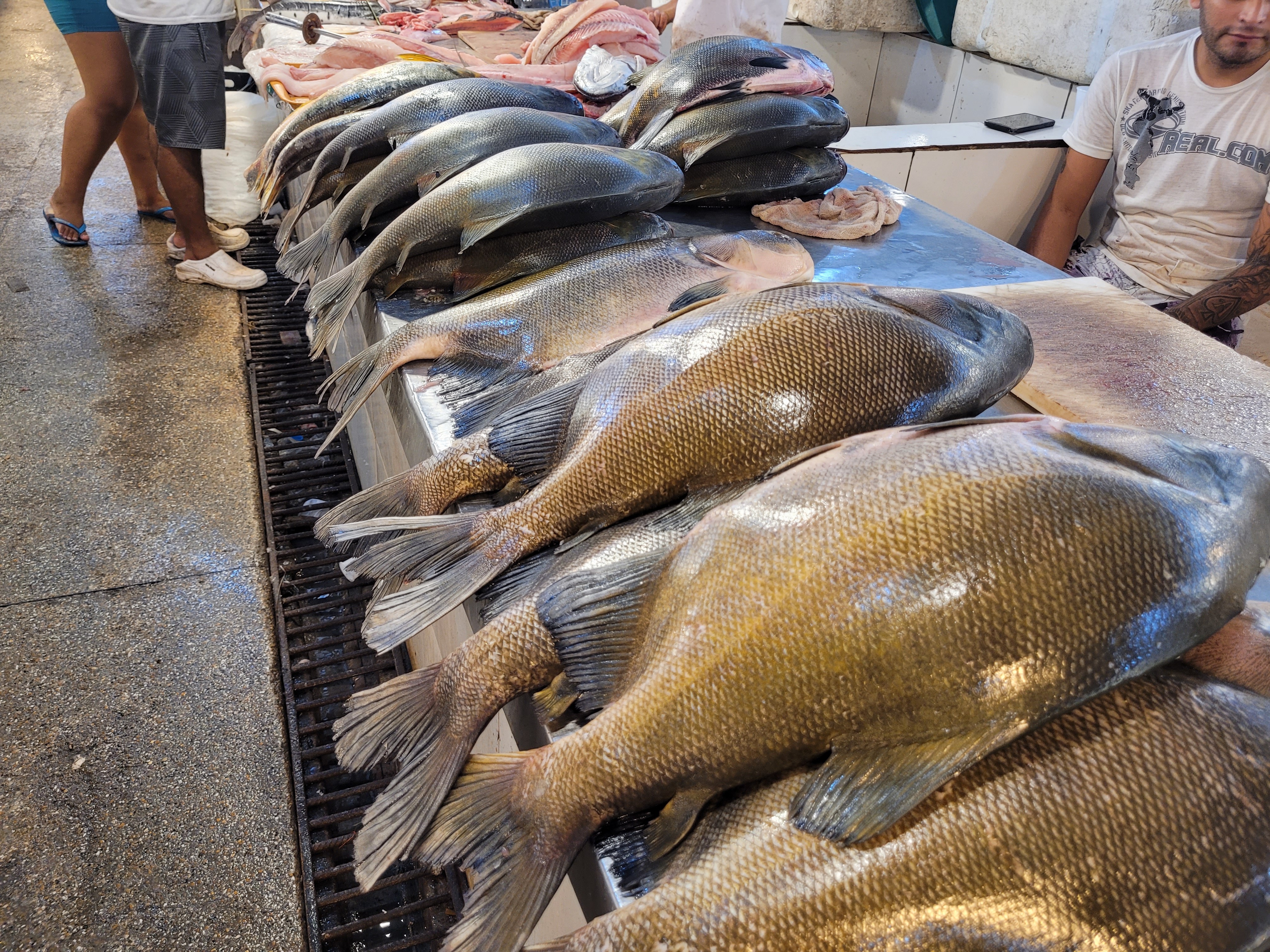 Feira do Tambaqui começa neste sábado com nove toneladas de peixe à venda em Manaus