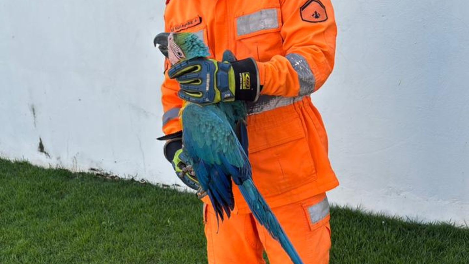 'Voo de liberdade': arara volta à natureza após se enroscar e ficar presa em cerca elétrica de casa