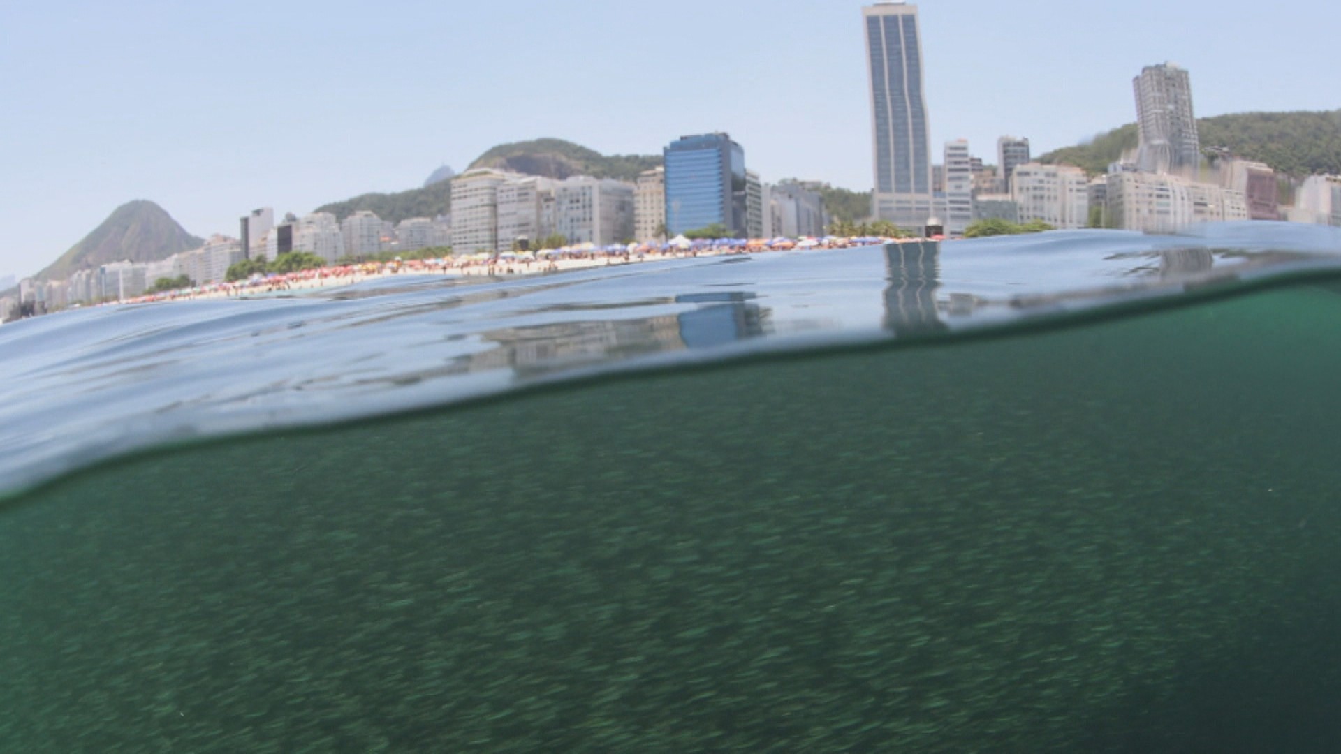 Imagens aquáticas mostram o cardume que formou manchas no mar do Rio: 'Encostam, beliscam, é tipo um beijinho'
