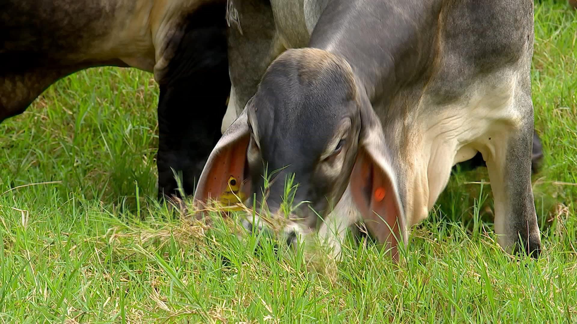 Mudanças na alimentação do gado podem reduzir emissão de gás metano