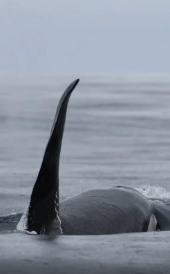 Orcas são registradas nadando no mar de São Sebastião e Ilhabela, veja o vídeo