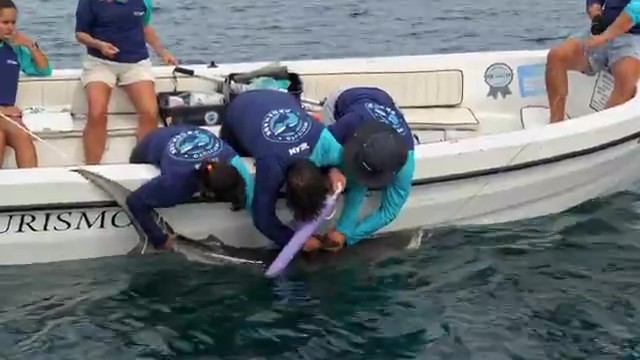 Tubarão-tigre no Sudeste: quais são os riscos da espécie agressiva de tubarão monitorada pela 1ª vez no Rio 