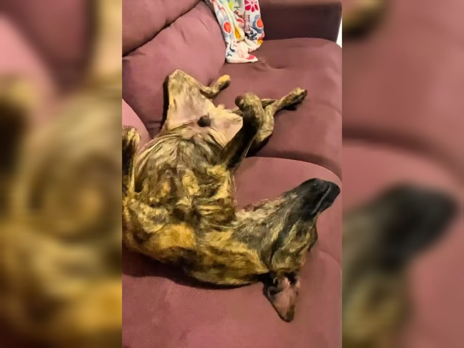 VÍDEO: cão entra em loja sem ser notado, tira cochilo no sofá e 'operação soneca' viraliza na web