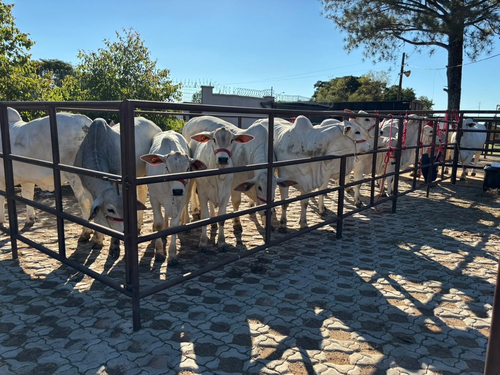 Animais na Expo em São José do Rio Preto (SP) — Foto: Divulgação