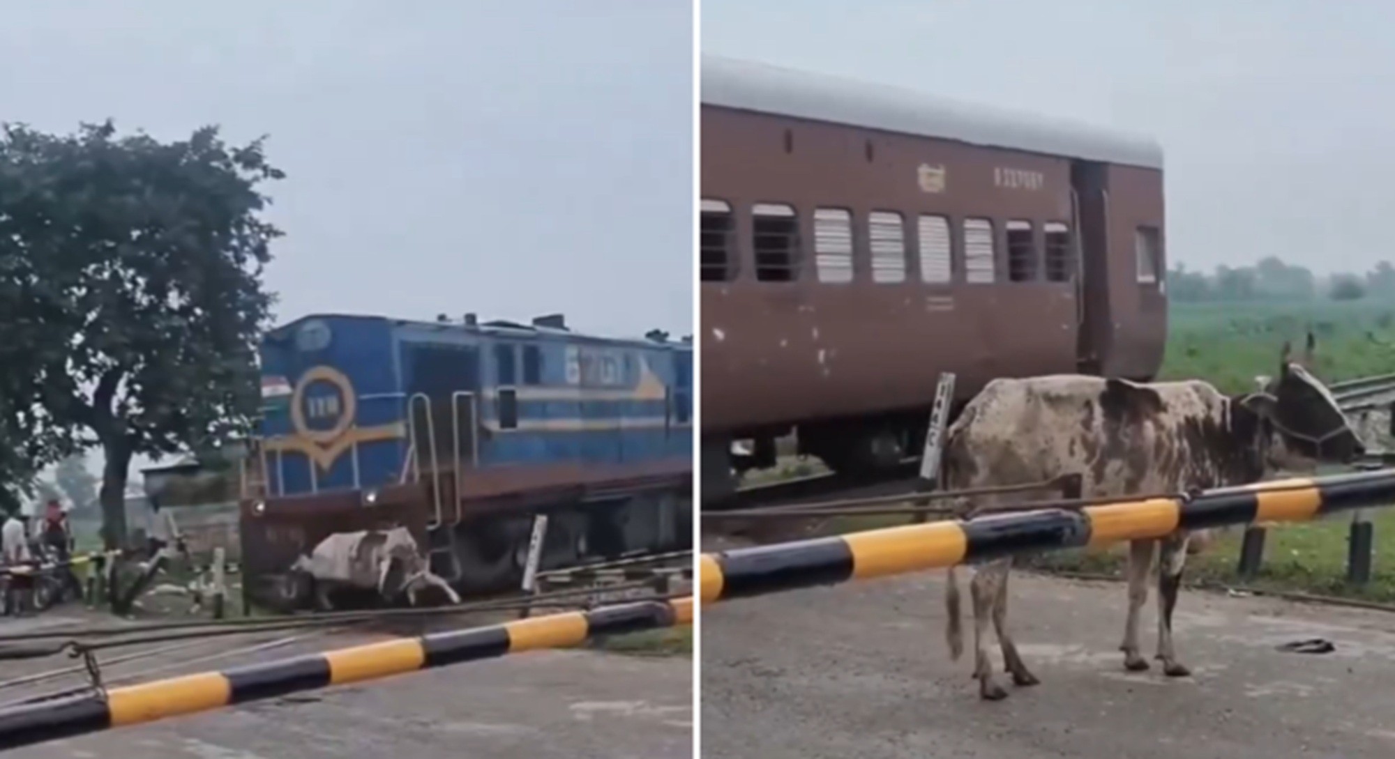 É FATO: Vaca se levanta após ser atingida por trem na Índia; assista ao VÍDEO