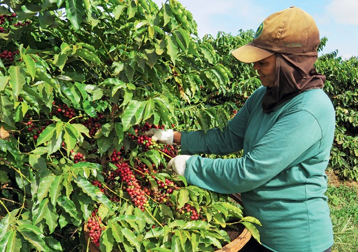 Café especial: conheça as principais regiões produtoras da Costa Rica, Grão Sagrado