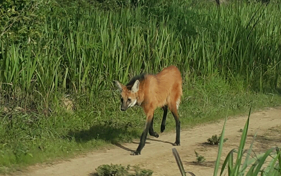 Floresta, noite, lobo, veado, o espírito da floresta, seção