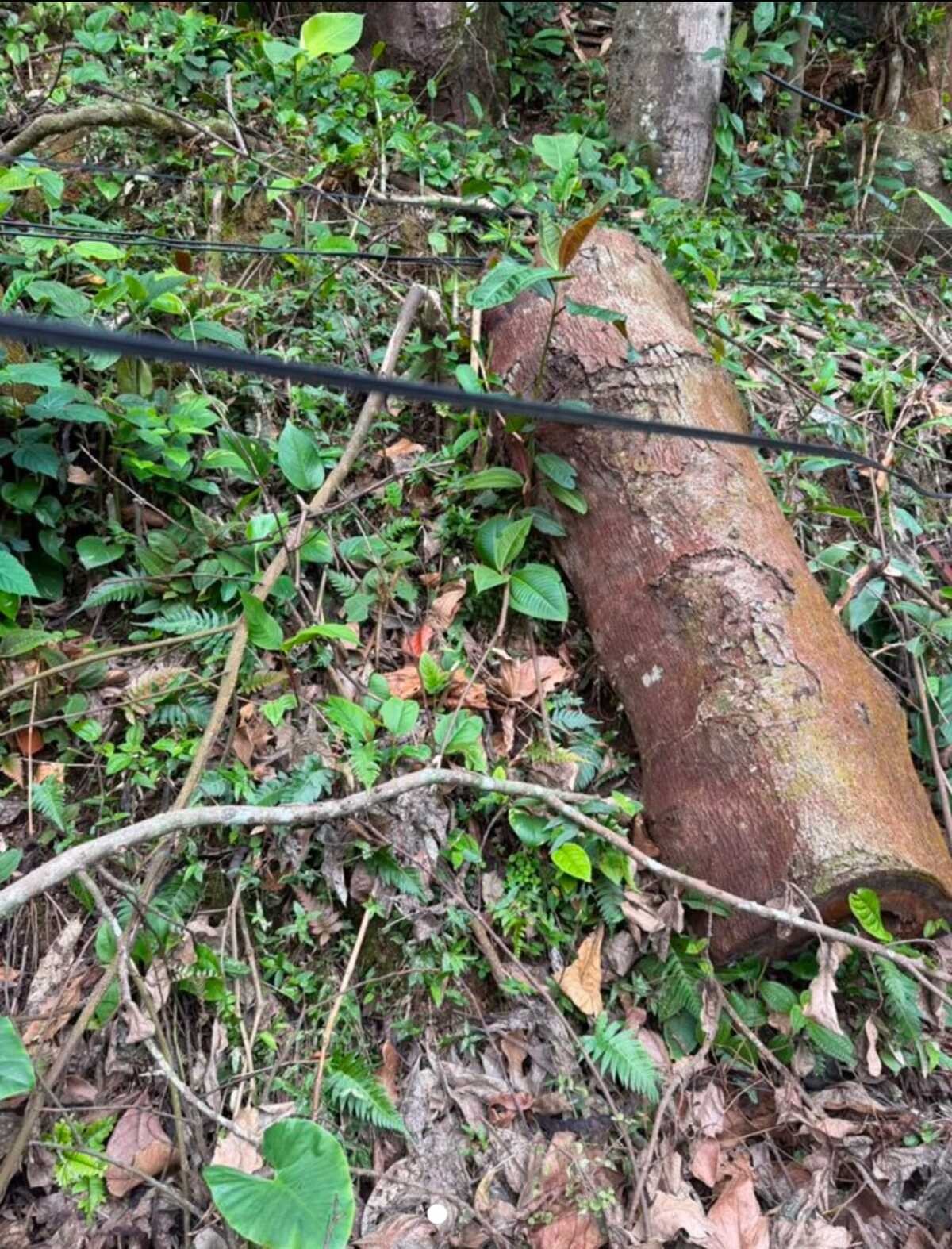 Polícia Ambiental identifica corte irregular de mais de 50 árvores na Ilha Grande, em Angra dos Reis