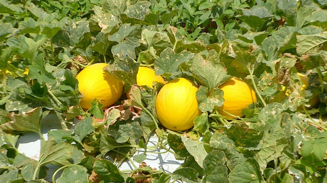 Porto de Natal prevê embarque de 250 mil toneladas de frutas na safra 2026/2027