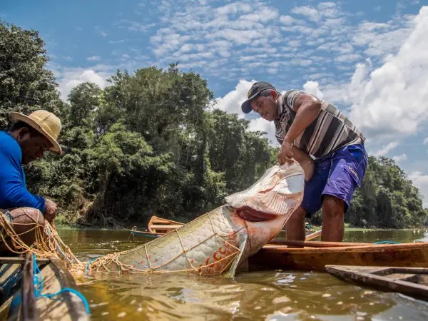 MP do Amapá proíbe pesca de pirarucu por três anos em área quilombola para preservar espécie