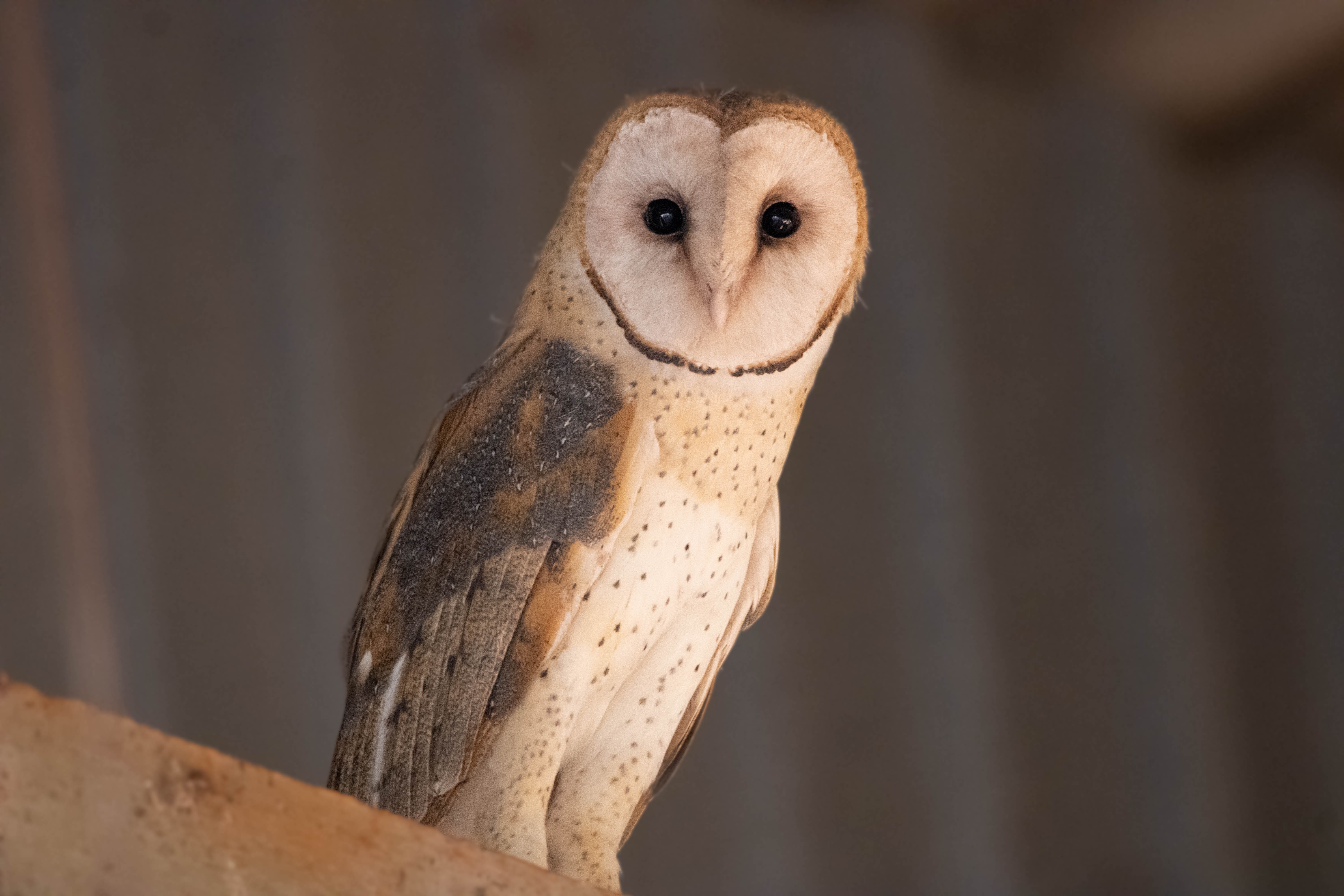 Peçeli baykuş (Tyto furcata) — Fotoğraf: Carol Ferreira