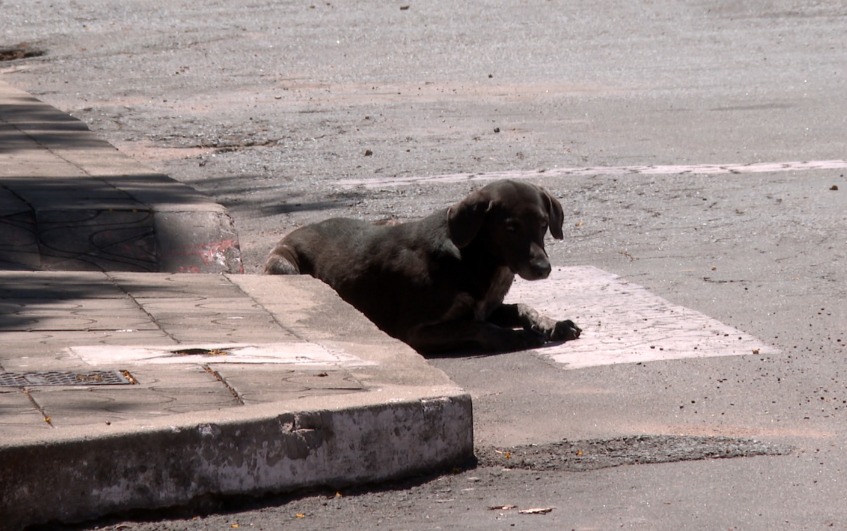 Polícia Civil investiga série de envenenamentos de cães e gatos em Ribeirão Vermelho, MG