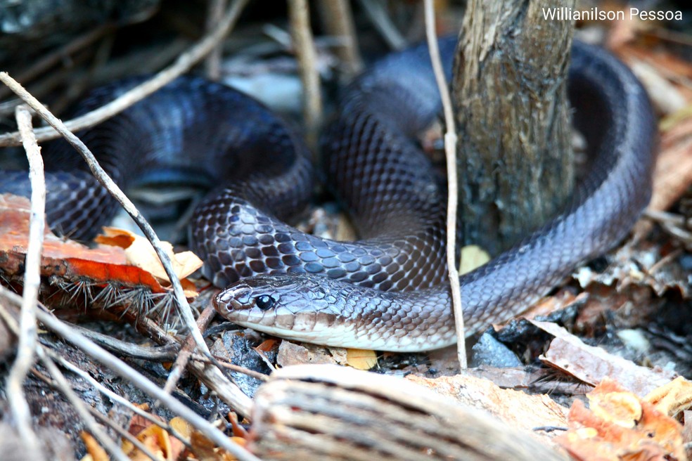 Boiruna sertaneja é uma das espécies de muçurana que preda outras cobras — Foto: Willianilson Pessoa