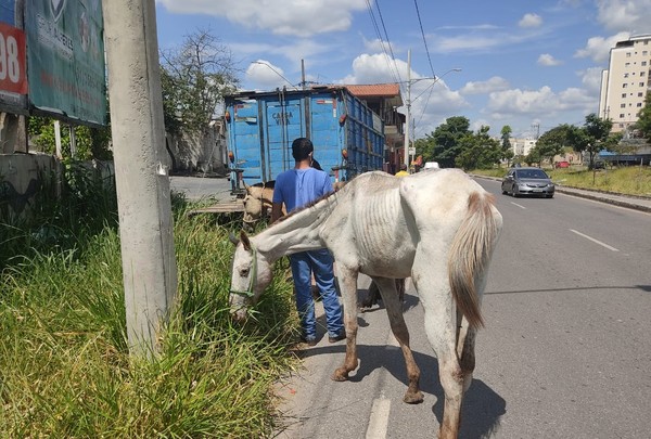 Homem suspeito de maus tratos a cavalo morto é preso no interior