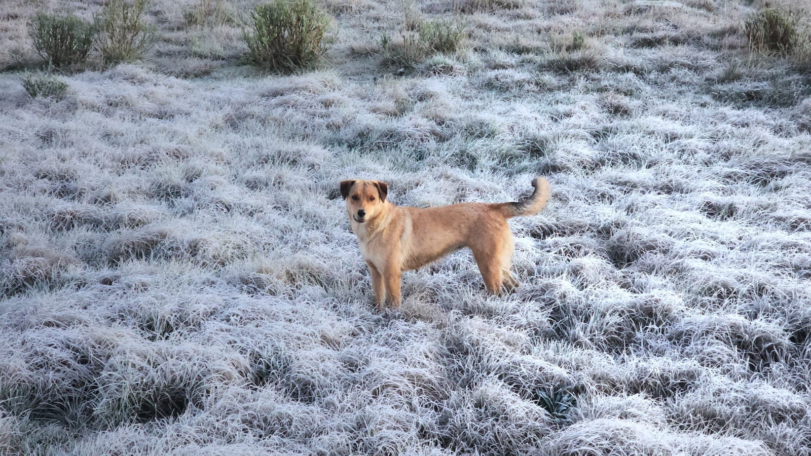 Sol e mínima de 0°C: SC terá semana de tempo estável, frio e geada