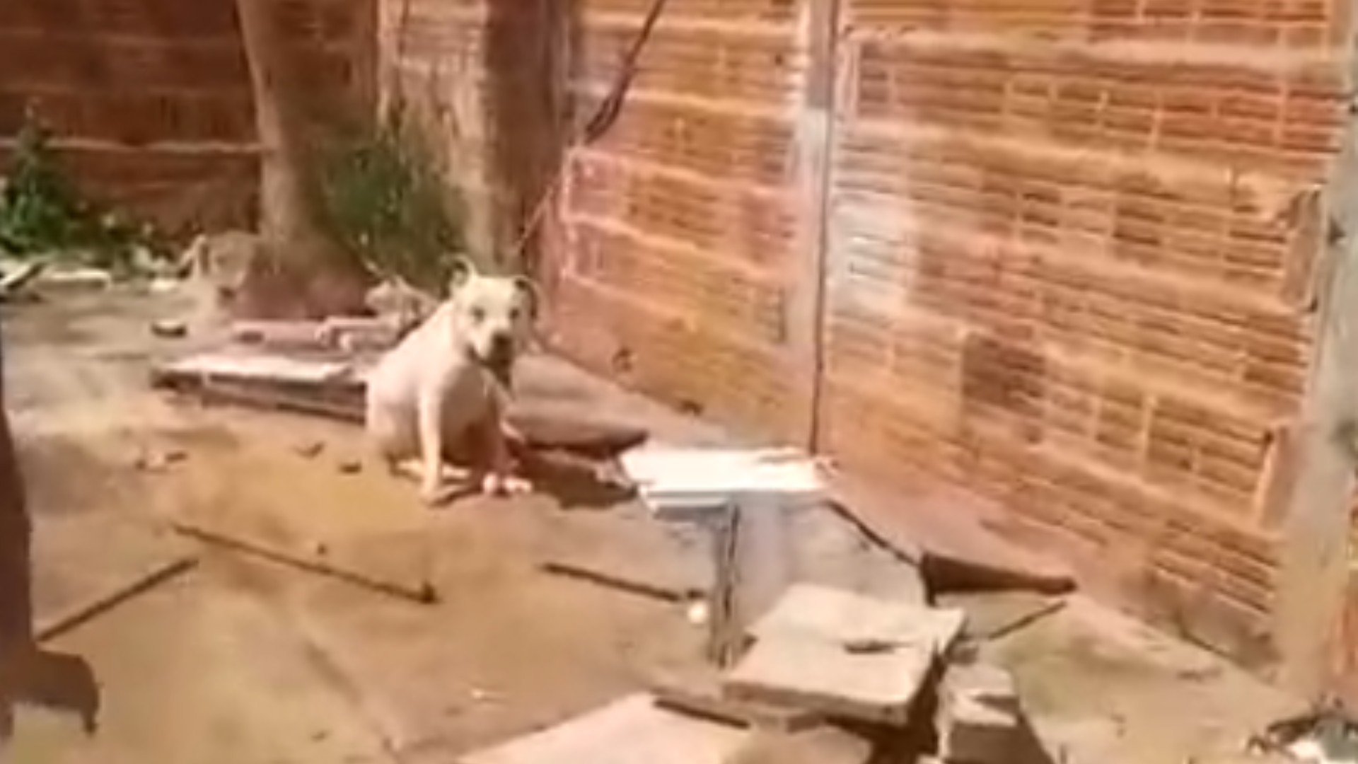 Pit bull morre após ser encontrado sob sol e preso pelo pescoço com cabo de carregador de celular