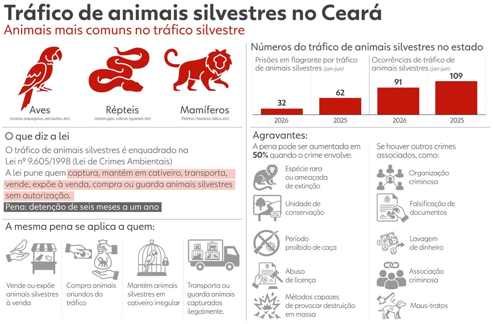 Infográfico traz detalhes sobre o tráfico de animais silvestres no Ceará. — Foto: Louise Anne Dutra/SVM
