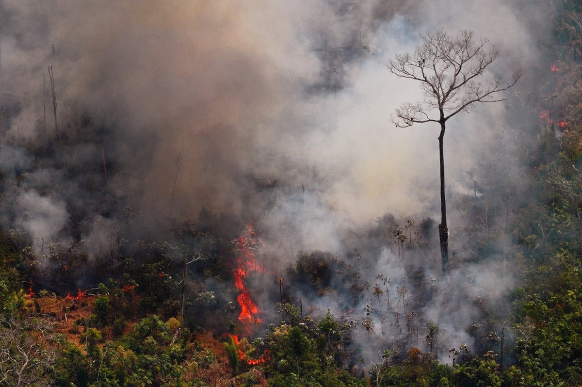Como As Árvores Se Protegem Do Fogo