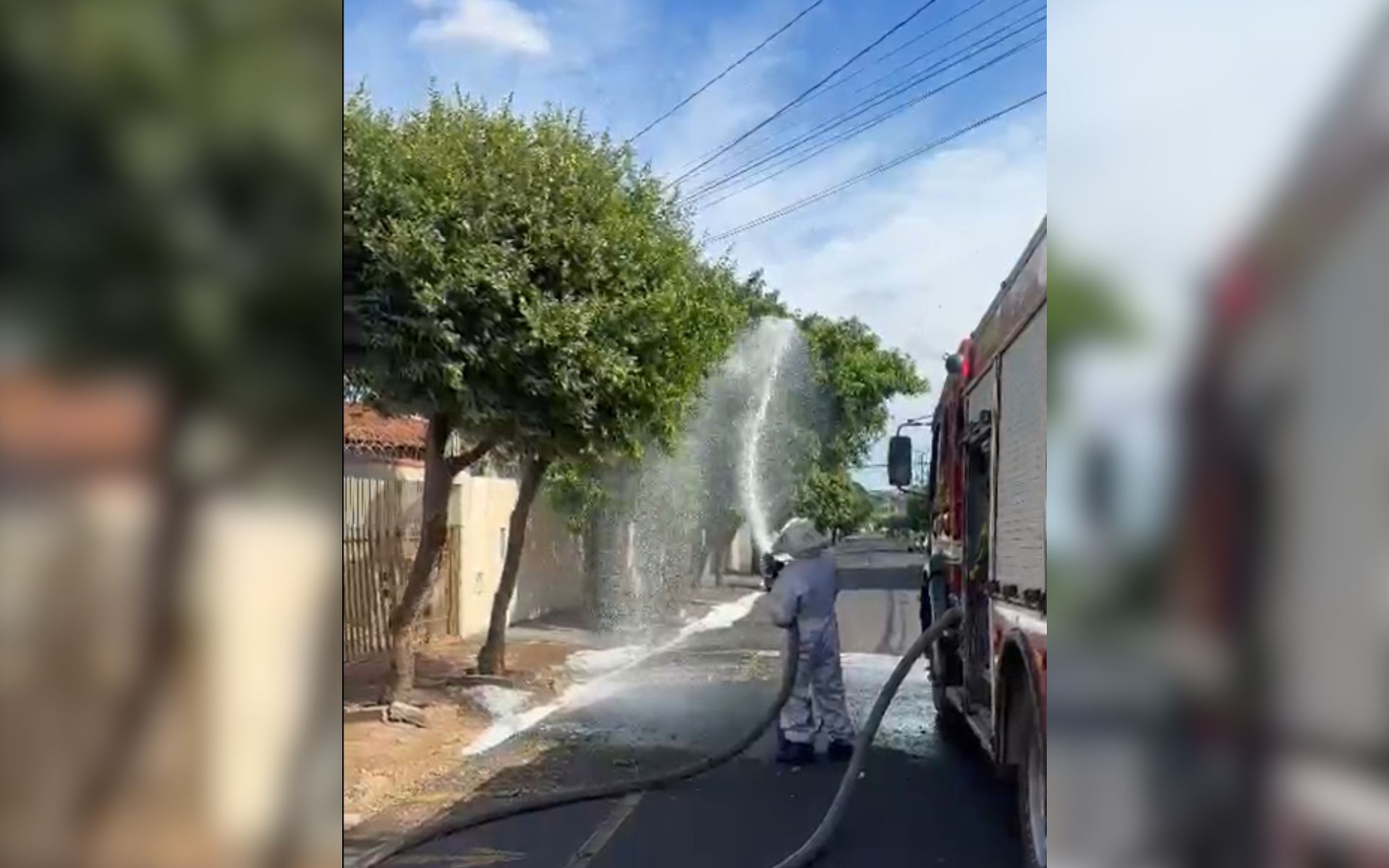 Abelhas atacam pedestres e cachorro em Rio Preto 