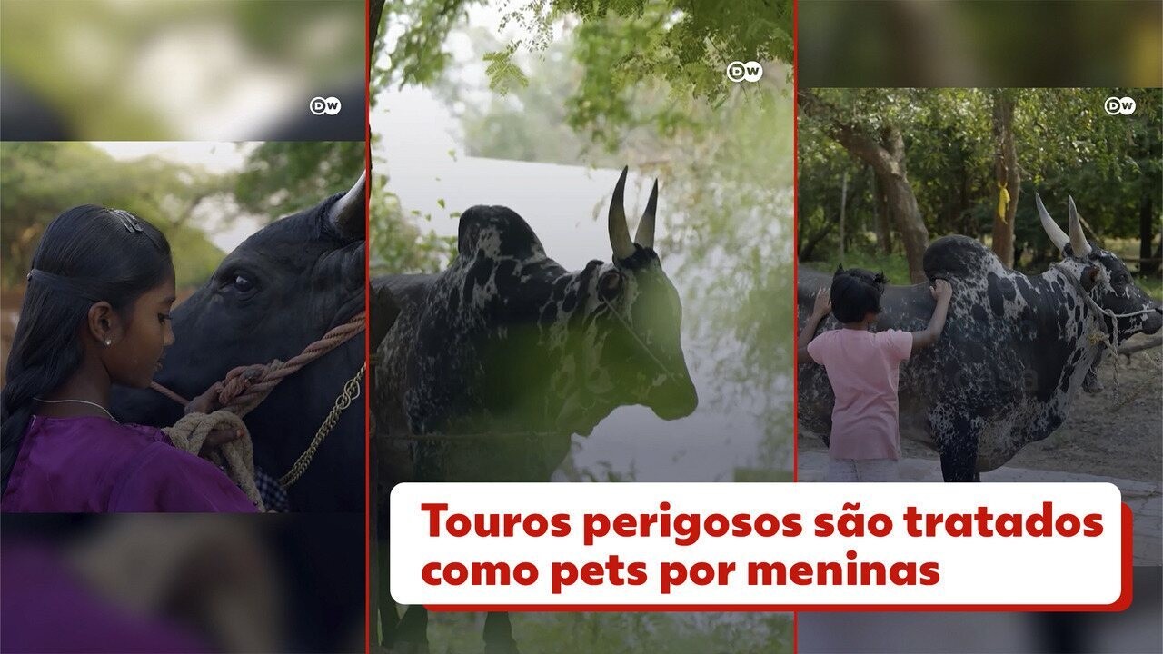 Meninas cuidam de touros perigosos como se fossem pets na Índia: 'Já ...