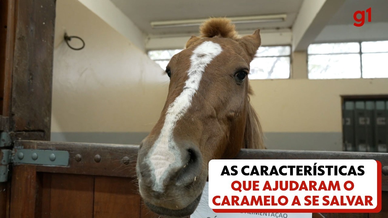 Câmara aprova projeto que cria política para acolhimento de animais resgatados em desastres