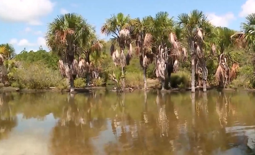 Rio Carrapato, em Paulino Neves — Foto: Reprodução/TV Mirante