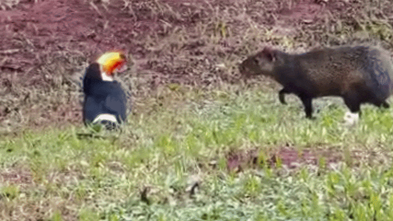 Tucano ferido é atacado por cotia em cena rara de duelo em parque de Campo Grande