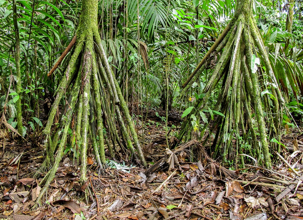 Socratea exorrhiza pertence &agrave; fam&iacute;lia das Arecaceae, que ocorre da Am&eacute;rica Central at&eacute; &agrave; Bacia do Amazonas &mdash; Foto: Carroll Perkins/iNaturalist
