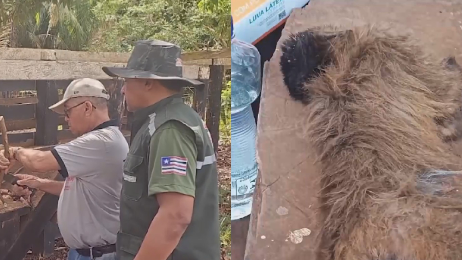 Morte de 5 macacos-prego em Pastos Bons é investigada por suspeita de febre amarela e raiva