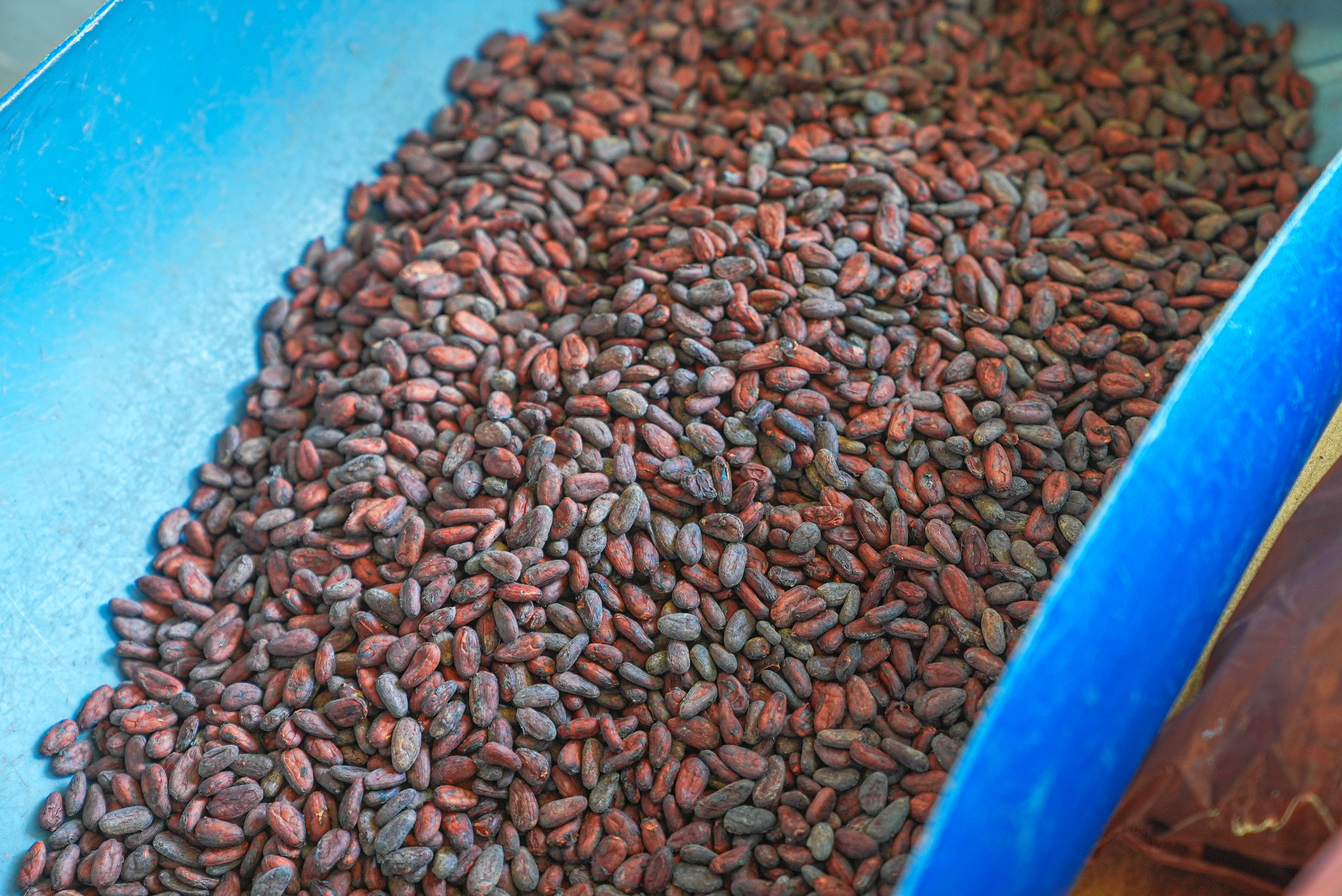 Amêndoa pronta para o forno