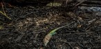 Animal morto em incêndio na Comunidade Canaçari, em Itacoatiara - 8 de outubro de 2026 — Foto: Liam Cavalcante/Rede Amazônica