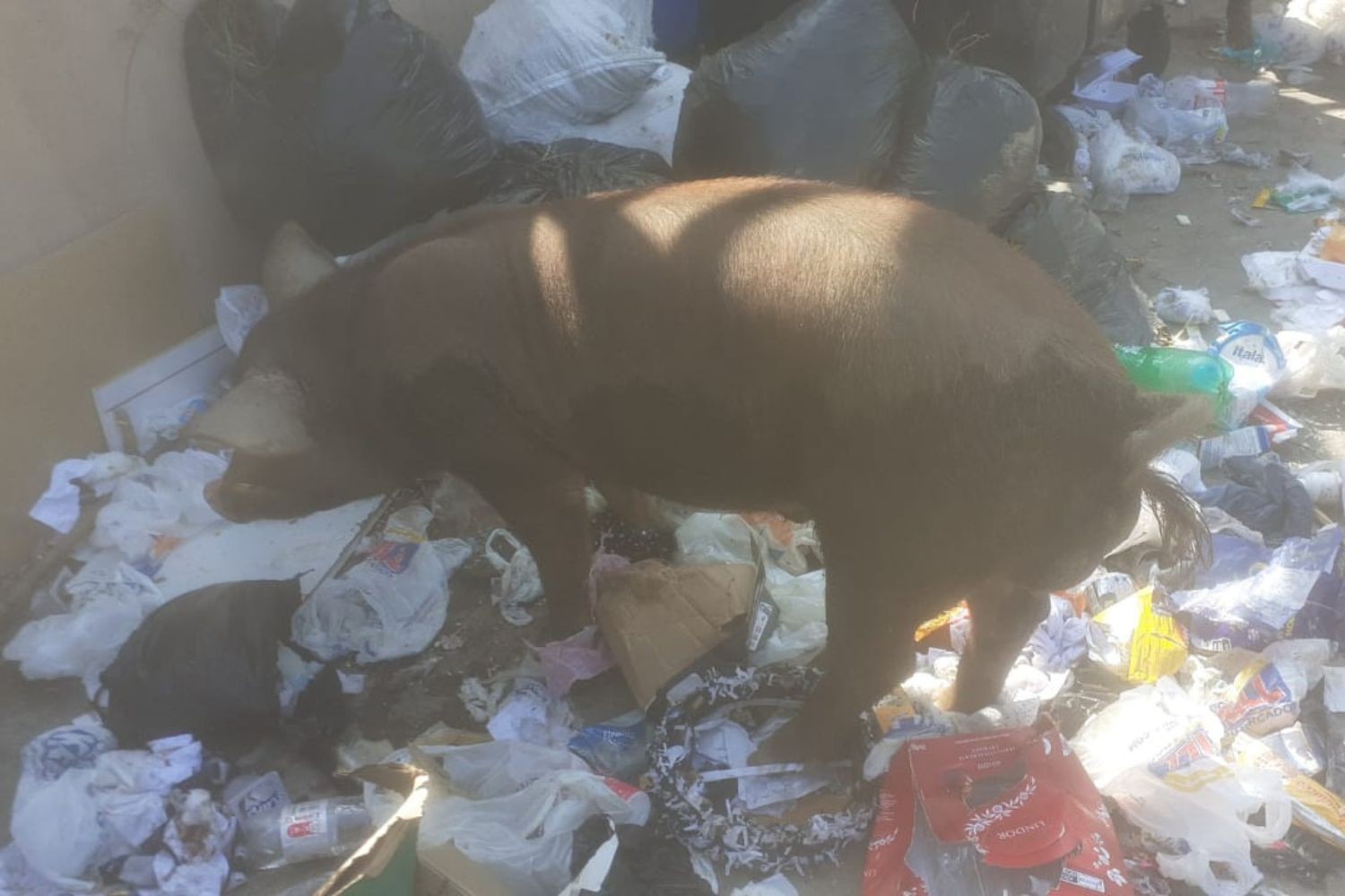 Porcos de grande porte são flagrados comendo lixo em morro de Santos, SP; VÍDEO