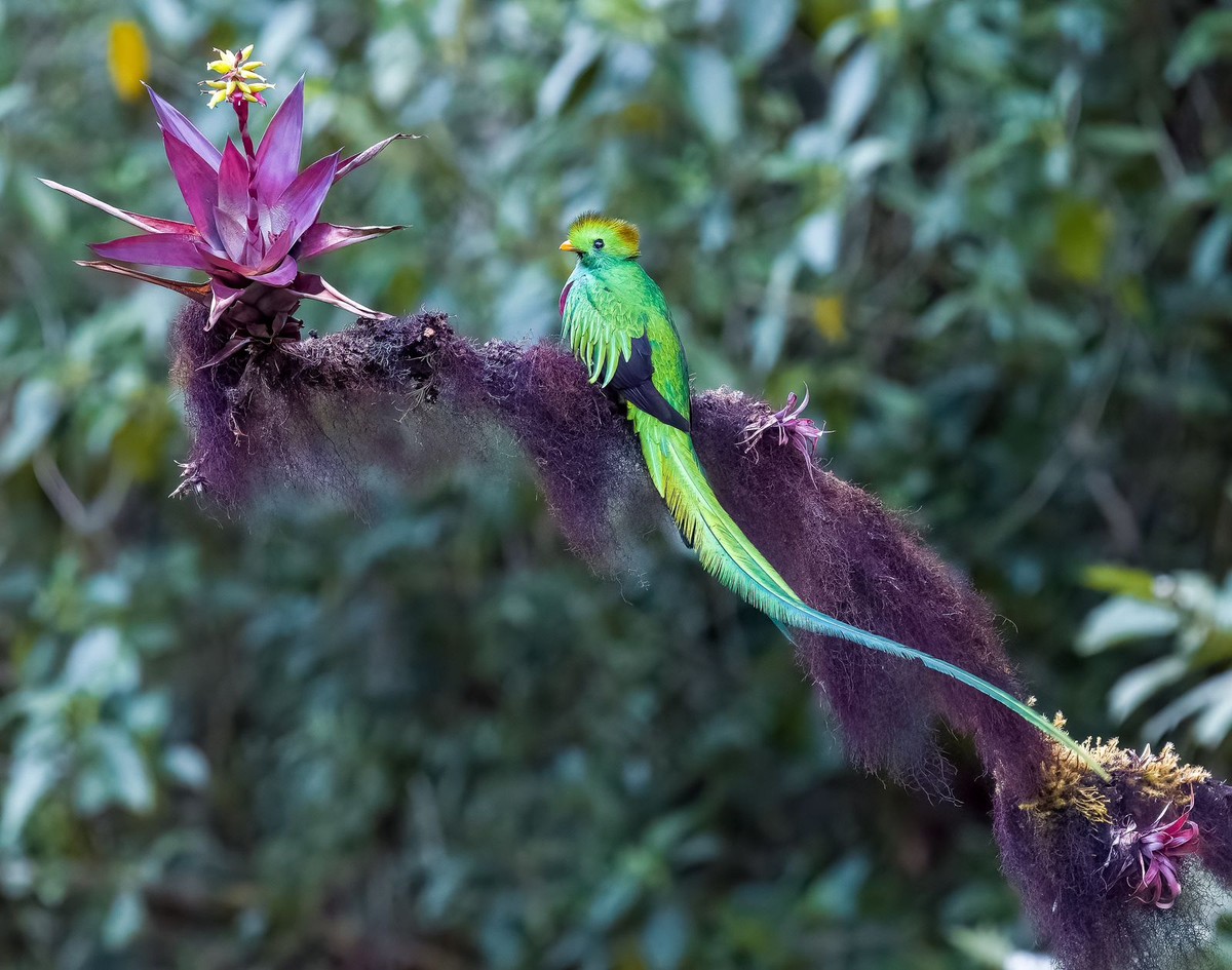 Ave mais bonita do mundo? Conheça o quetzal | Terra da Gente | G1