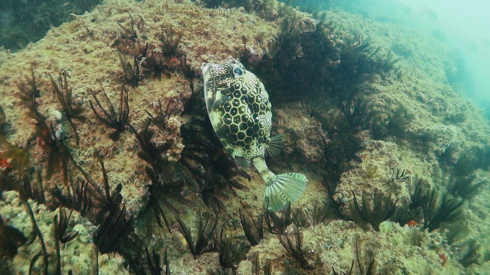 Peixe-cofre no arquipélago das Três Ilhas, no ES — Foto: Reprodução/TV Globo