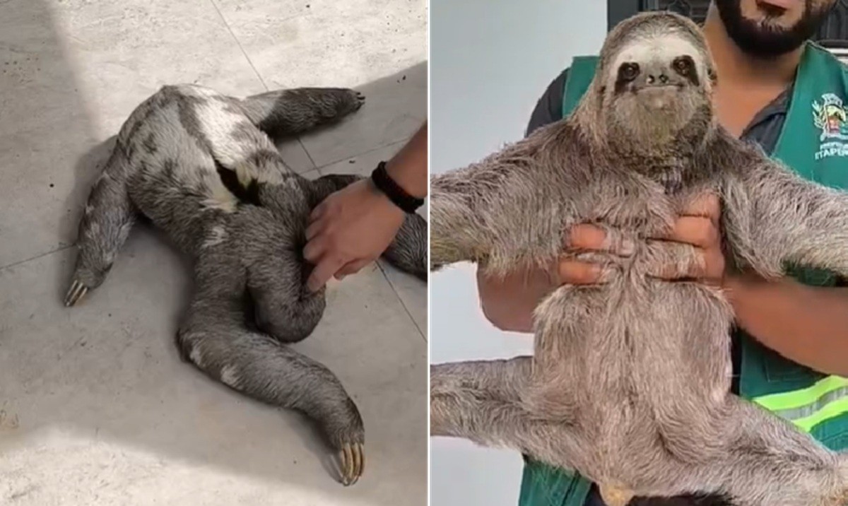 Preguiça é resgatada às margens de estrada e devolvida à natureza em Itaperuna