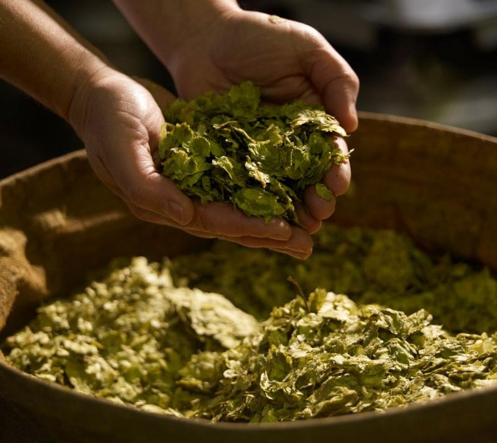 Para se adaptar ao aumento das temperaturas, os fabricantes de cerveja talvez precisem passar a cultivar variedades de lúpulo mais resistentes ao clima — Foto: Getty Images via BBC