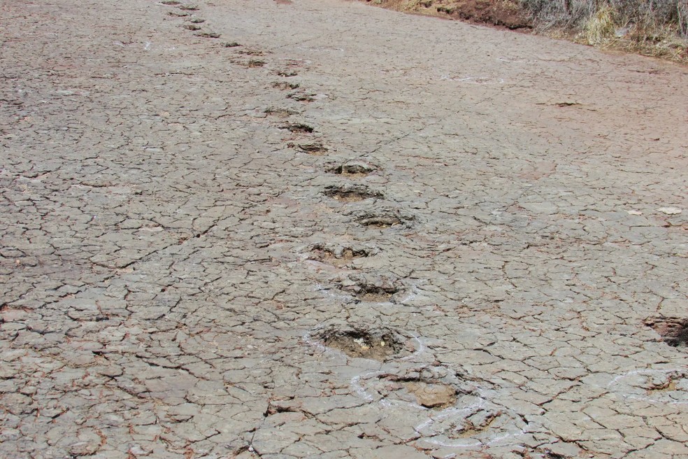 Pistas preservadas em depósitos de várzea em Passagem das Pedras, Brasil. São de ornitópodes, uma família de herbívoros do período Cretáceo — Foto: Divulgação/Ismar de Souza Carvalho