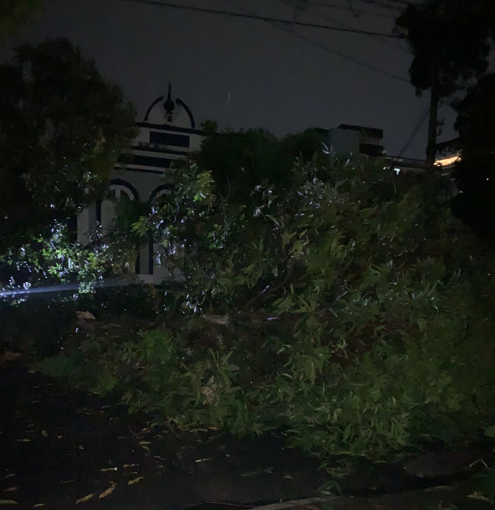 Árvore caída na avenida Governador José Malcher. — Foto: Divulgação