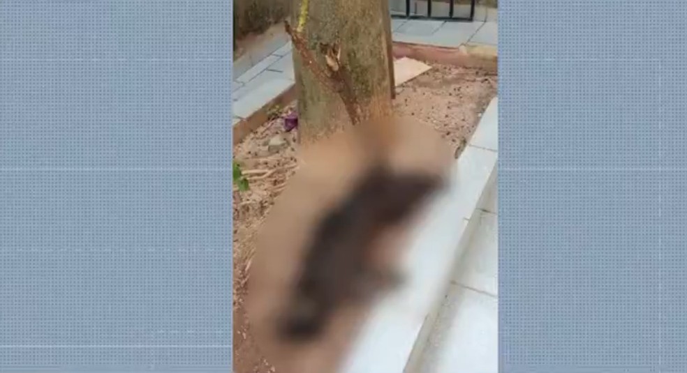 Mulher encontra 11 gatos mortos ao chegar em casa no sudoeste da Bahia — Foto: Reprodução/TV Sudoeste